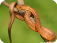 Psammodynastes pulverulentus