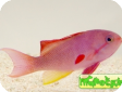 Pseudanthias cheirospilos 