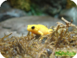 Mantella aurantiaca  
