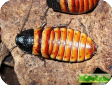 Elliptorina chopardi (Карликовый шипящий таракан)