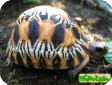 Geochelone radiata