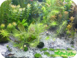 Lagarosiphon madagascariensis