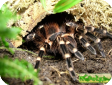 Acanthoscurria brocklehursti