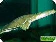 Apalone mutica, Trionyx muticus 