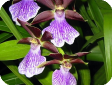 Zygopetalum