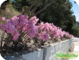 Amaryllis belladonna