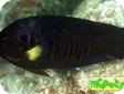 Centropyge flavipectoralis 
