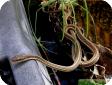 Thamnophis sauritus