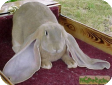 Английский вислоухий баран (English lop-eared sheep)