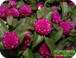Gomphrena
