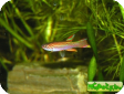 Aphyosemion striatum