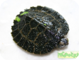 Cyclemys dentata
