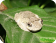 Hyla versicolor