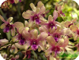 Vanda