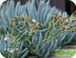 Senecio