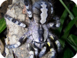Poecilotheria regalis