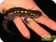 Ambystoma maculatum