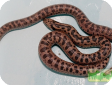 Eryx tataricus