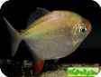 Myloplus rubripinnis (Myleus rubripinnis)