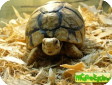 Testudo kleimanni (Египетская) 