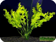 Aponogeton natans