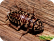 Neostylopyga rhombifolia (Арлекиновый таракан)