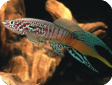 Aphyosemion sjoestedti