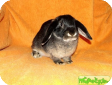 Карликовый вислоухий баран (Dwarf lop-eared sheep)