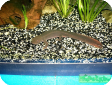 Pachytriton labiatus