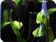 Echinodorus argentinensis