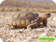 Gopherus agassizii 