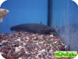 Heteropneustes fossilis