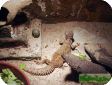 Uromastyx dispar