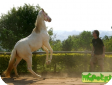 Американский альбино (American Creme and White, Albino) 