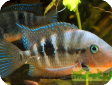 Cichlasoma meeki