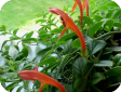 Columnea