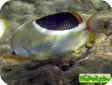 Chaetodon ephippium 