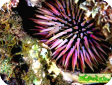 Echinometra sp.