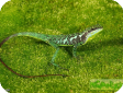 Japalura cf. chapaensis  