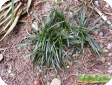 Ophiopogon Ker-Gawl.