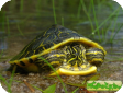 Pseudemys floridana (Флоридская) 
