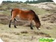 Эксмурский Пони  (Exmoor Pony)