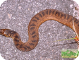 Nerodia fasciata