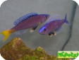 Cyprichromis leptosoma