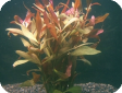 Alternanthera reineckii