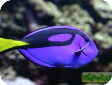 Paracanthurus hepatus