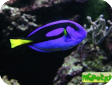 Paracanthurus hepatus 