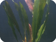 Echinodorus horemanii