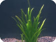 Echinodorus tenellus