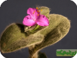 Tradescantia